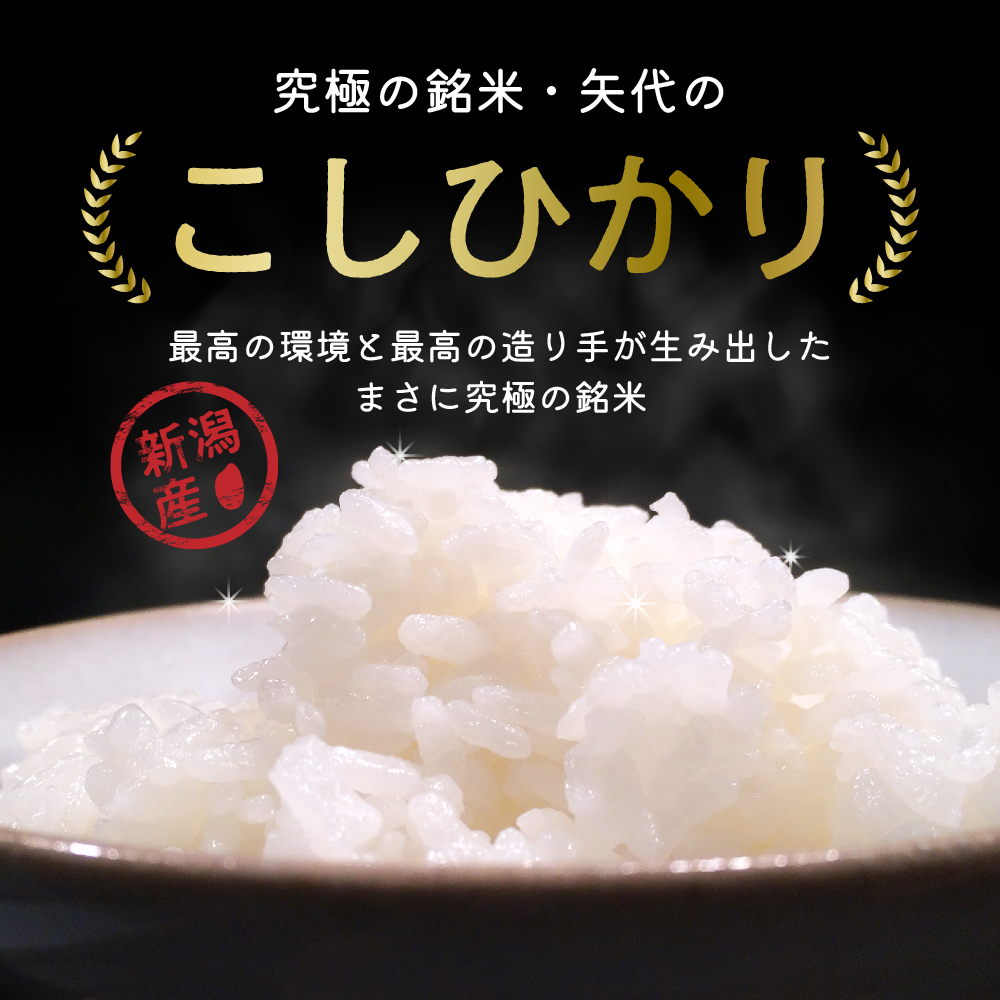 【2024年12月上旬発送】【定期便】令和6年産 新潟県矢代産コシヒカリ20kg(5kg×4袋)×3回（計60kg）