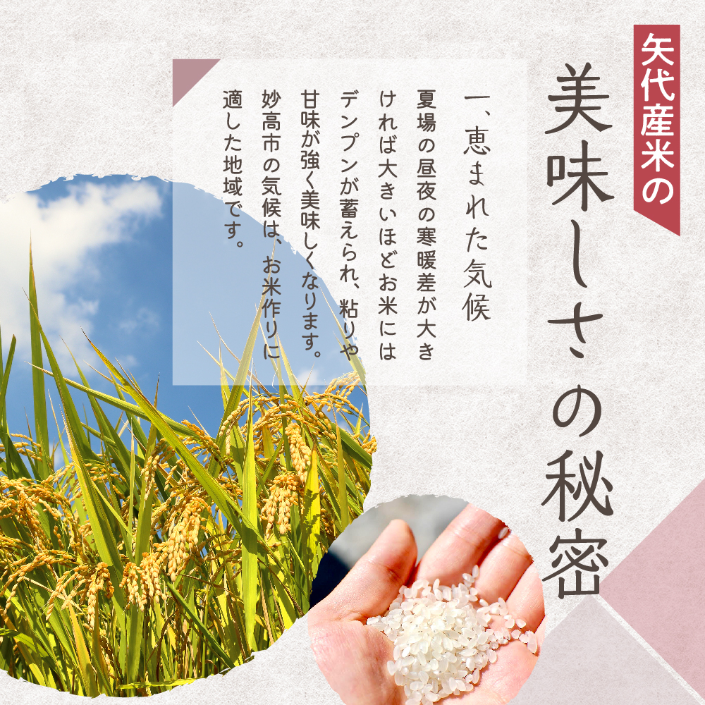 【2025年2月下旬発送】【定期便】令和6年産 新潟県矢代産コシヒカリ10kg(5kg×2袋)×6回（計60kg）