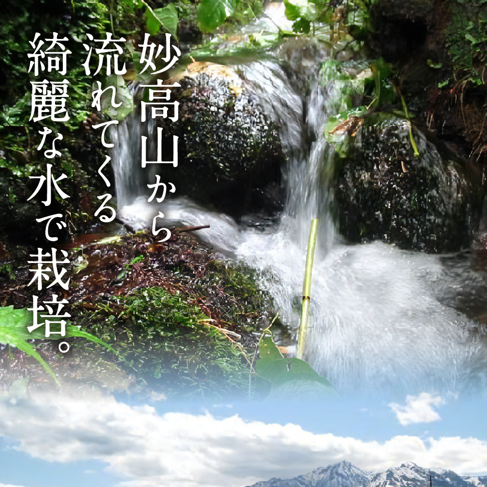 【2025年2月上旬発送】令和6年産 新潟県妙高産こしひかり「星降る里」5kg 無洗米