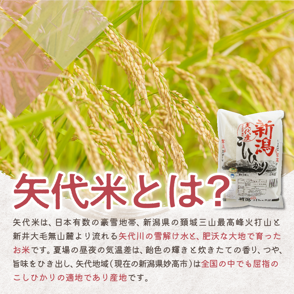 【2025年3月下旬発送】【定期便】令和6年産 新潟県矢代産コシヒカリ20kg(5kg×4袋)×3回（計60kg）