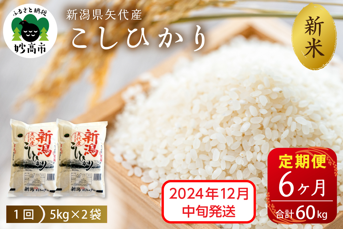 【2024年12月中旬発送】【定期便】令和6年産 新潟県矢代産コシヒカリ10kg(5kg×2袋)×6回（計60kg）