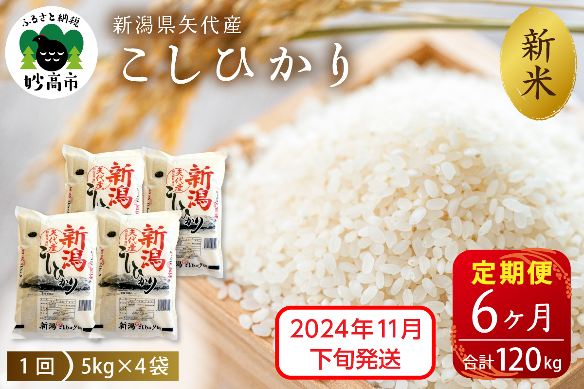 【2024年11月下旬発送】【定期便】令和6年産 新潟県矢代産コシヒカリ20kg(5kg×4袋)×6回（計120kg）