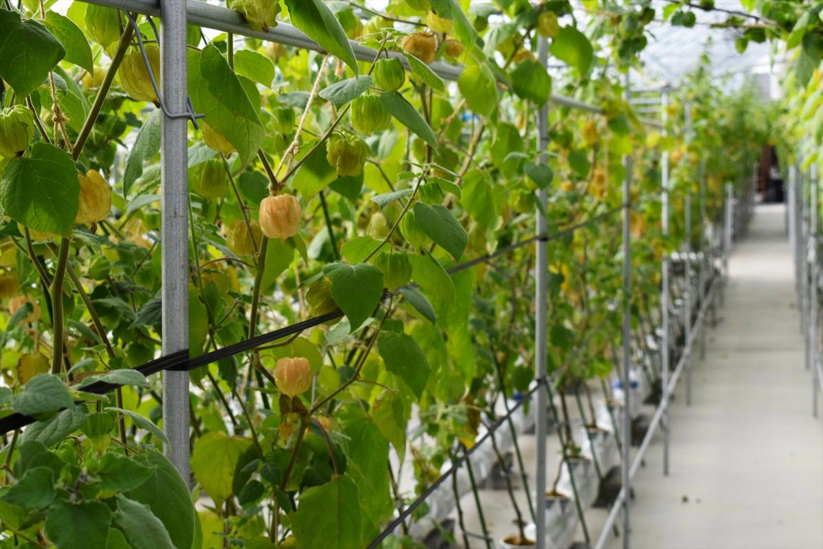 春の妙高フルーツほおずき