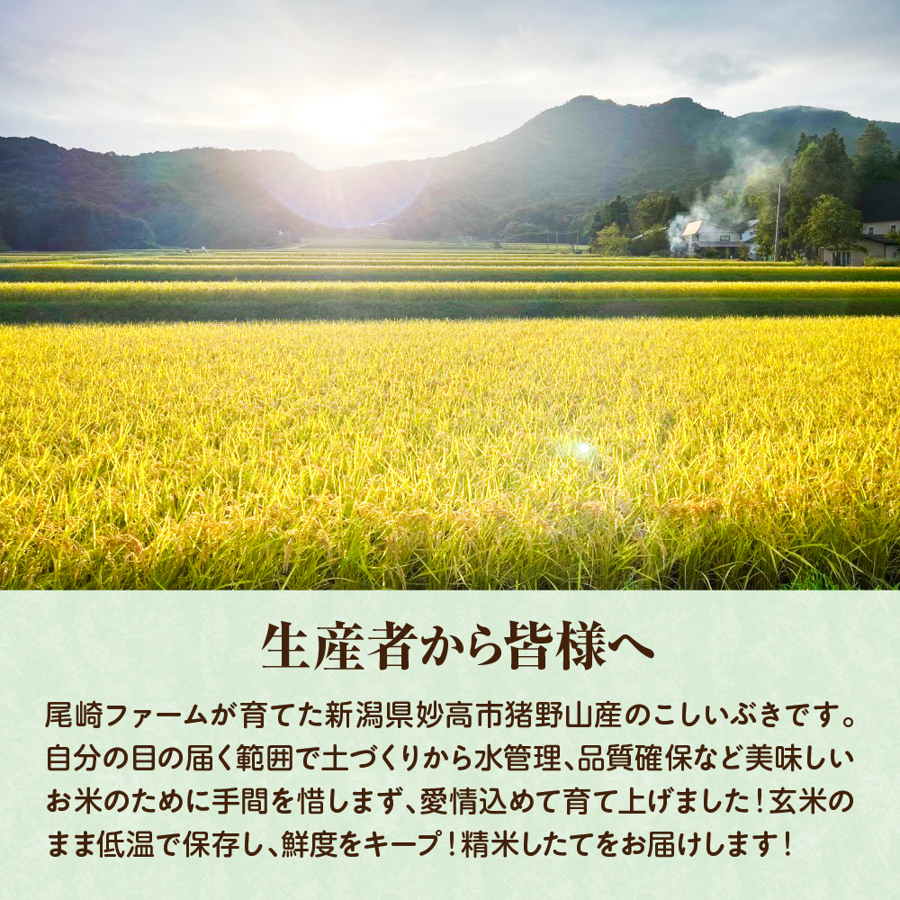新潟県妙高市猪野山産こしいぶき 5kg