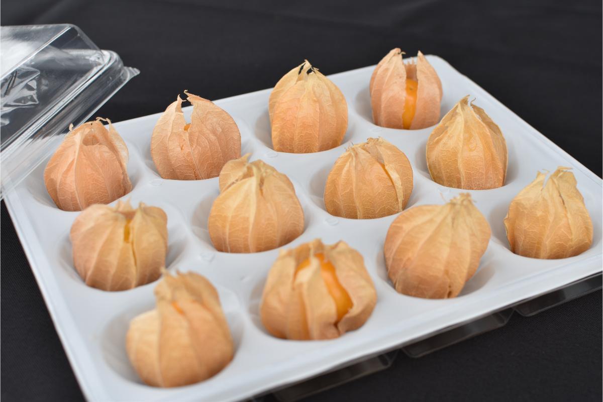 春の妙高フルーツほおずき