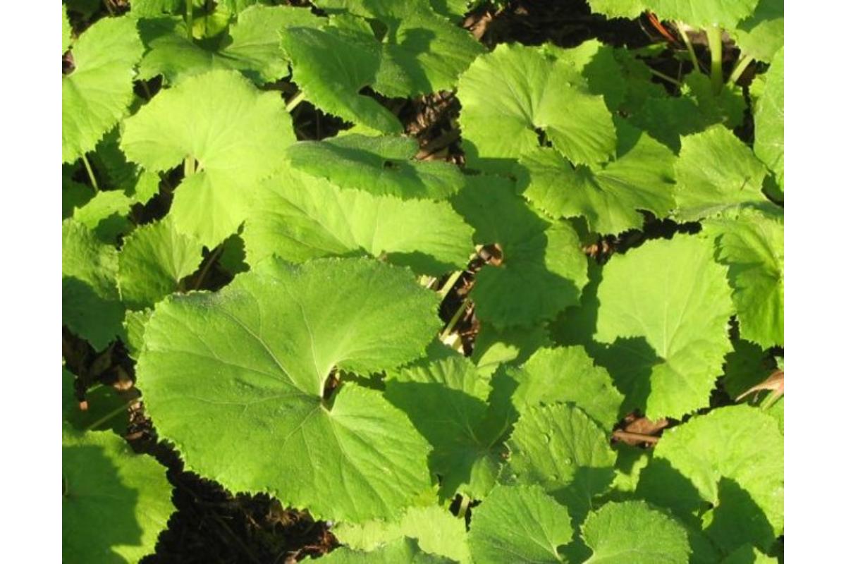 ã5æäžæ¬ããçºéã倩ç¶å±±ãµã å±±è ç
®ç© æ¥ã®å³èŠ ç£å°çŽé åœç£ æ°æœç åŠé«åž