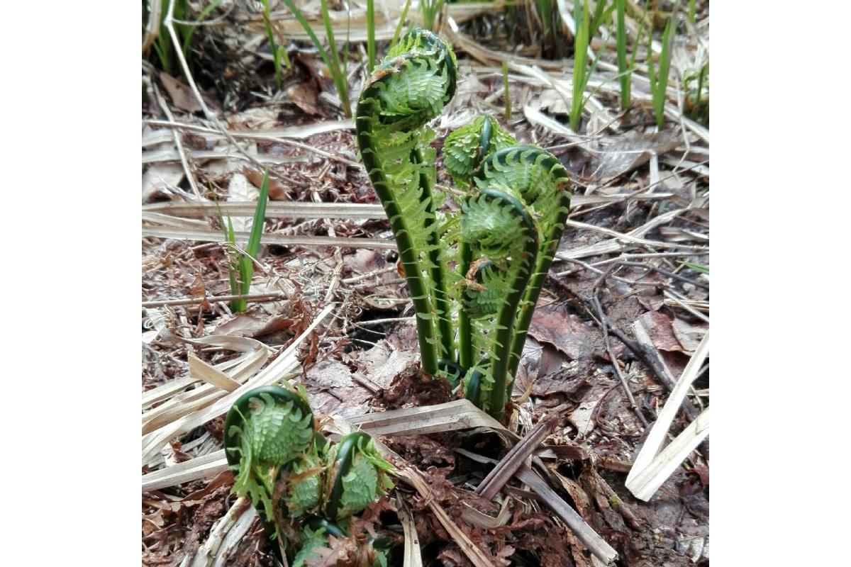 ã3æäžæ¬ããçºéã倩ç¶ããã¿ å±±è 倩ã·ã ããŸåã æ¥ã®å³èŠ ç£å°çŽé åœç£ æ°æœç åŠé«åž