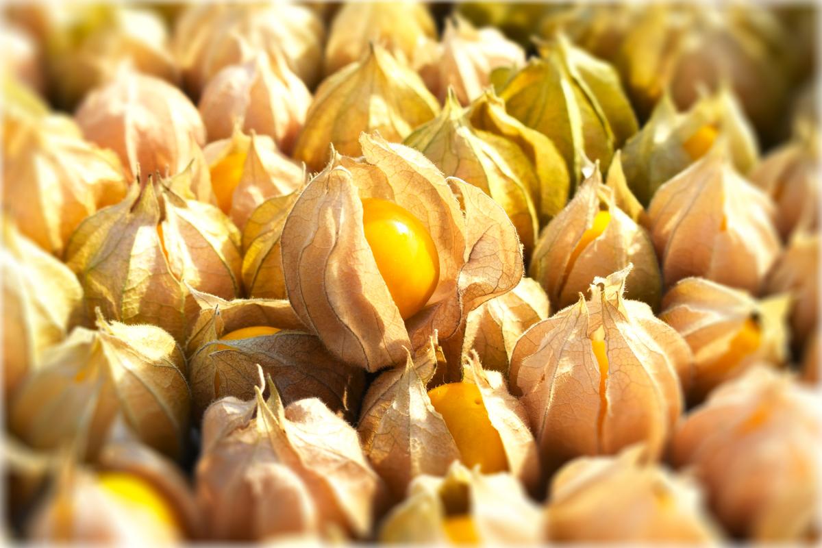 春の妙高フルーツほおずき