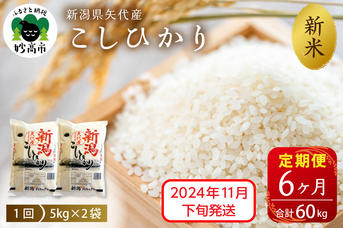 【2024年11月下旬発送】【定期便】令和6年産 新潟県矢代産コシヒカリ10kg(5kg×2袋)×6回（計60kg）