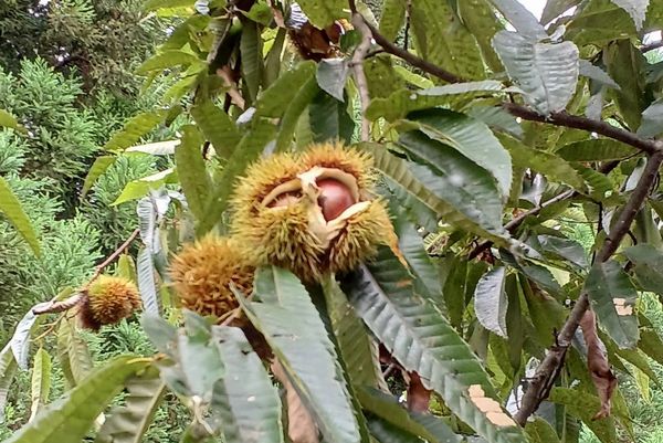 「栗屋の彦べえ」おこわ10個セット
