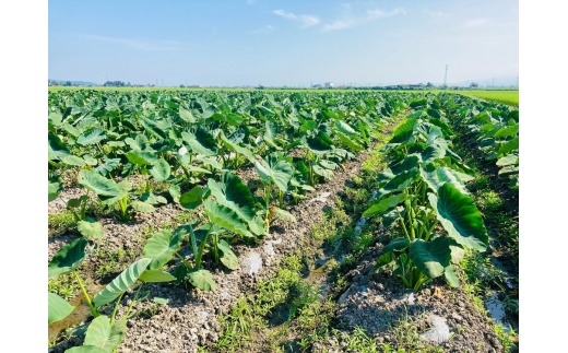 äºæ³ç£ éè 5kg â»MïœLãµã€ãºæ··å æ°æœç äºæ³åž æ ªåŒäŒç€Ÿèå ŽèŸ²ç£