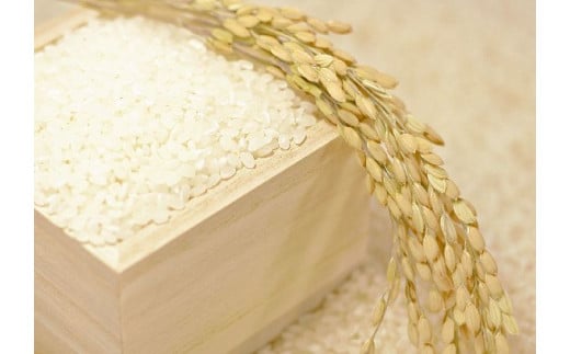 〈令和5年産〉渡辺農園の特別栽培米コシヒカリ20㎏