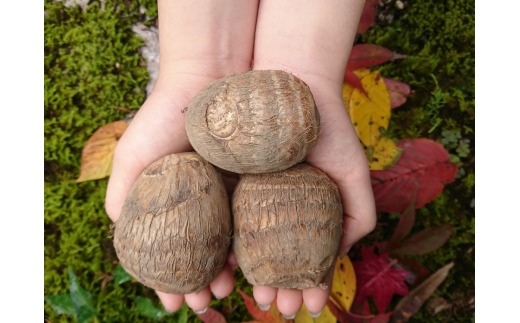 äºæ³ç£ éè 3kg â»MïœLãµã€ãºæ··å æ°æœç äºæ³åž æ ªåŒäŒç€Ÿèå ŽèŸ²ç£