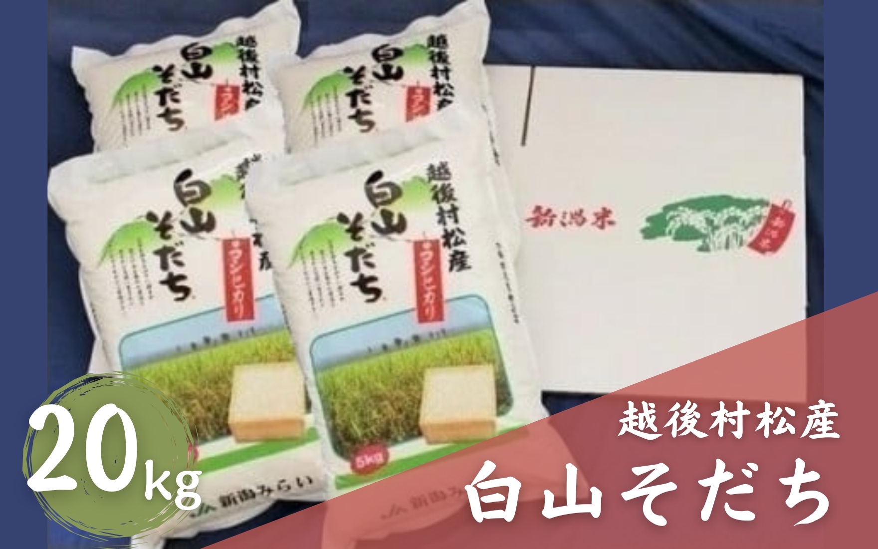【令和7年産】 五泉産コシヒカリ 「白山そだち」精米 20kg (5kg×4袋)　新潟県 五泉市 新潟かがやき農業協同組合