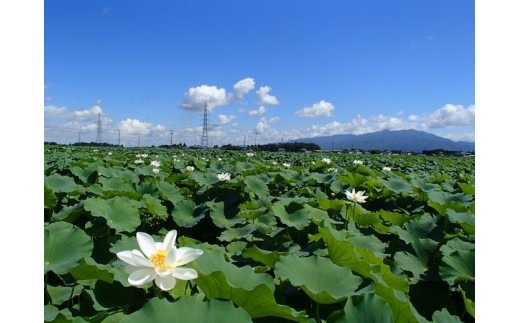 【先行予約】令和8年度産 れんこん 4kg 五泉美人 美白れんこん | レンコン 蓮根 野菜 根菜 産地直送 国産 新潟県 五泉市 五泉蓮根生産組合 [2026年10月中旬発送予定]