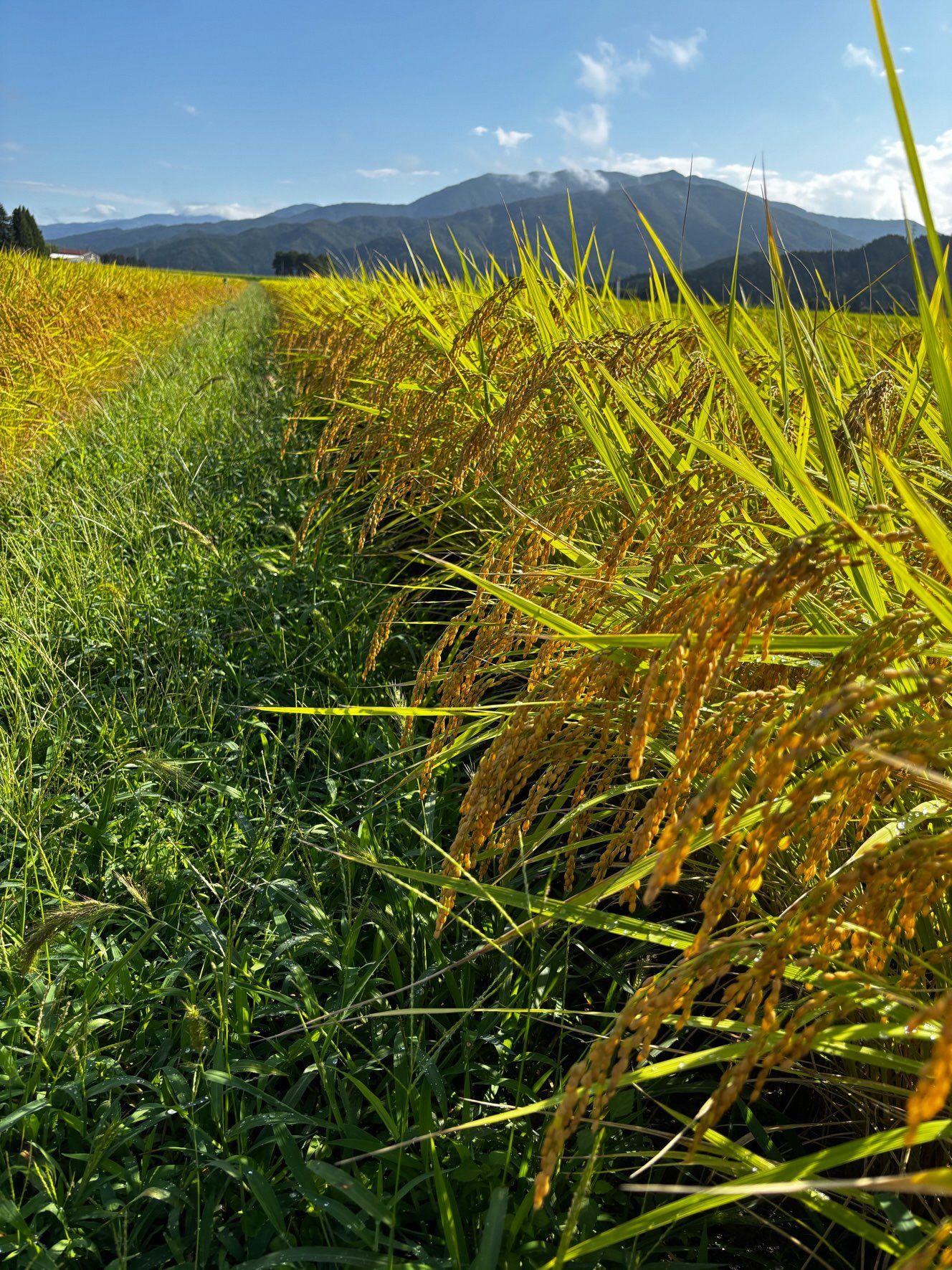 令和7年産 旧村松町産 新之助 5㎏ 新潟県 五泉市 株式会社熊倉商店
