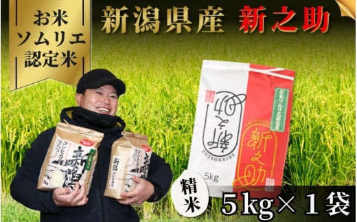 [先行予約][令和8年産]お米ソムリエのお米・ 新之助5kg