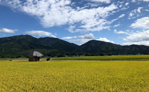 「南郷米」 パックごはん150g×12個 新潟県五泉産 特別栽培米コシヒカリ100％