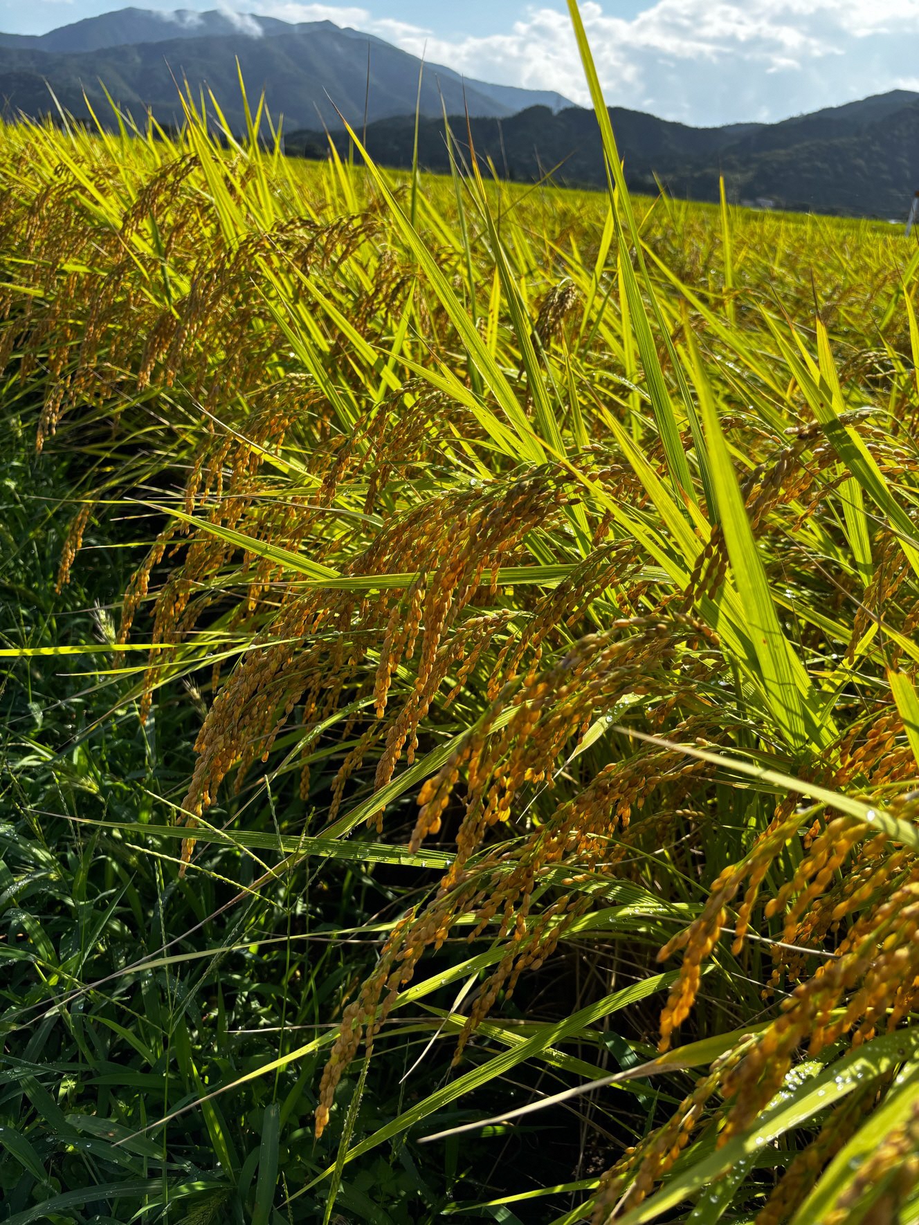 莉、蜥7蟷エ逕」 譌ァ譚第收逕コ逕」 縺薙′縺ュ繧ゅ■ 5緕 譁ー貎溽恁 莠疲ウ牙ク 譬ェ蠑丈シ夂、セ辭雁牙膚蠎