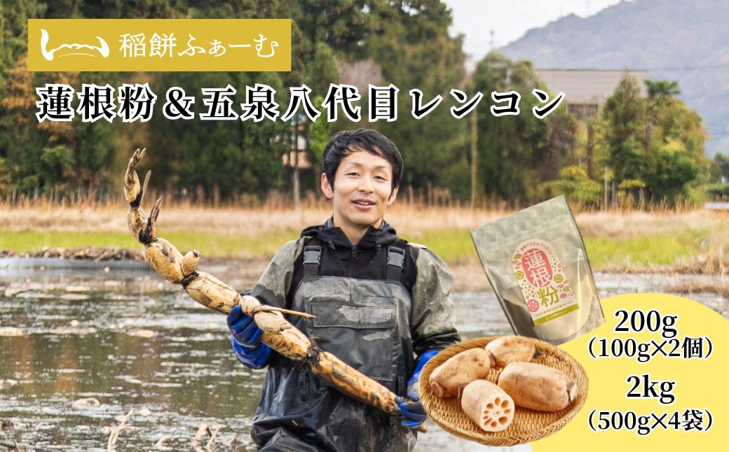[先行予約品]蓮根粉 200g(100g×2個)&五泉八代目レンコン 2kg(500g×4袋) | れんこん 蓮根 レンコンパウダー 野菜 根菜 産地直送 国産 新潟県 五泉市 稲餅ふぁーむ
