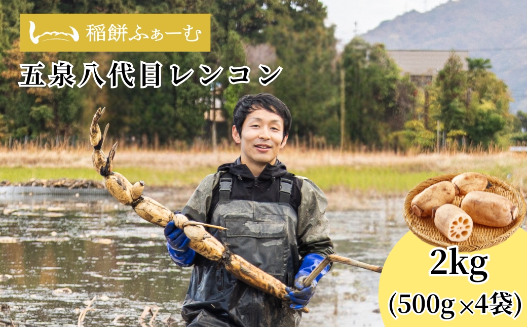 【先行予約品】五泉八代目レンコン 2kg(500g×4袋) | れんこん 蓮根 野菜 根菜 産地直送 国産 新潟県 五泉市 稲餅ふぁーむ
