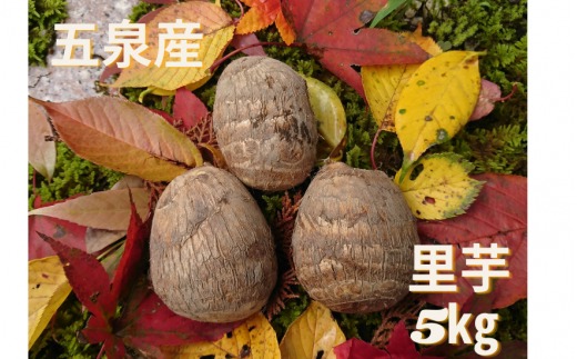 äºæ³ç£ éè 5kg â»MïœLãµã€ãºæ··å æ°æœç äºæ³åž æ ªåŒäŒç€Ÿèå ŽèŸ²ç£