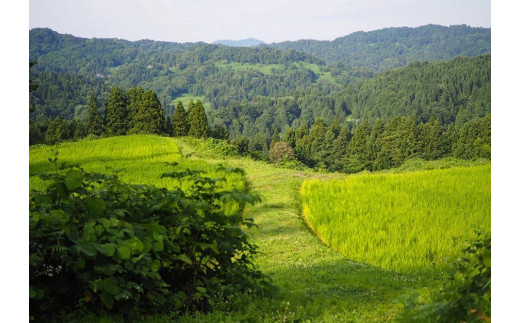 麹チーズケーキ（こうじ香る）4～6人用（無添加・グルテンフリー）［里山ボタニカル］