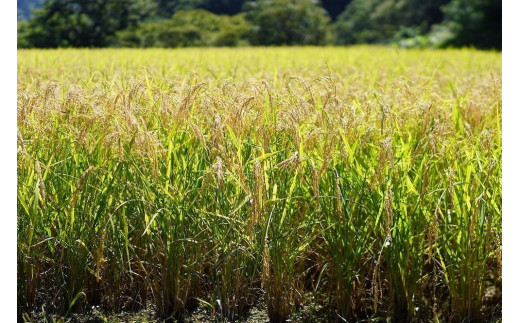 麹チーズケーキ（こうじ香る）4～6人用（無添加・グルテンフリー）［里山ボタニカル］
