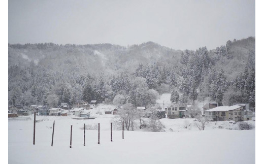 麹チーズケーキ（こうじ香る）4～6人用（無添加・グルテンフリー）［里山ボタニカル］