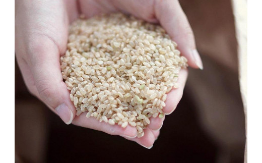 麹チーズケーキ おすすめ4種 つめ合わせBOX（無添加・グルテンフリー）［里山ボタニカル］