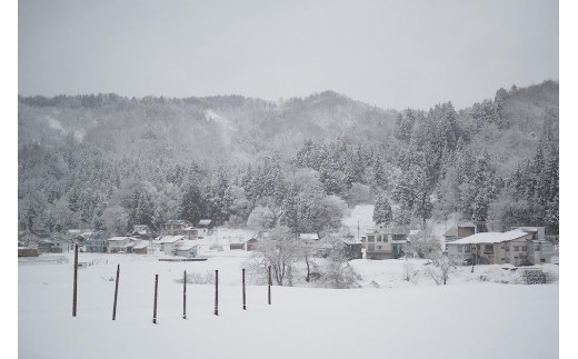 麹チーズケーキ おすすめ4種 つめ合わせBOX（無添加・グルテンフリー）［里山ボタニカル］