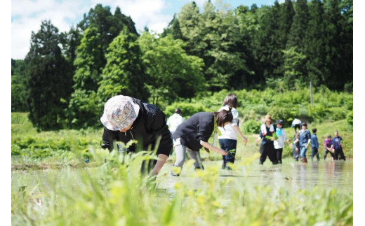 白米5kg【雪室熟成】令和6年度産 / 雪国棚田米（コシヒカリ）～栽培期間中農薬・化学肥料不使用～［里山ボタニカル］