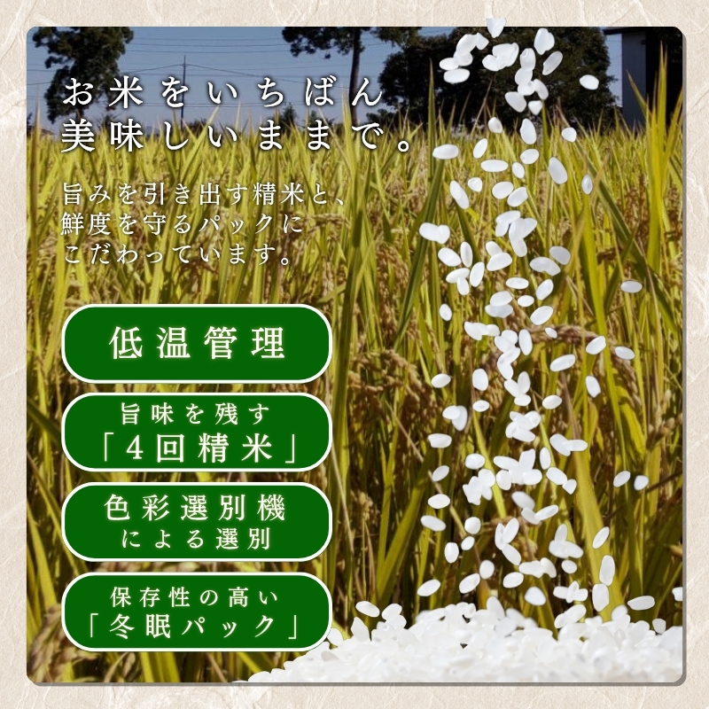 令和7年産 新潟県産 コシヒカリ 10kg 謙信秘蔵米  真空 窒素挿入 冬眠パック 精白米 米 お米 上越 上越産 上越米 ふるさと納税 上杉謙信 人気