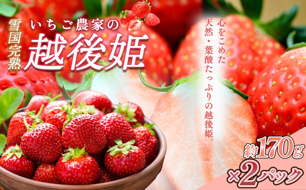 いちご 雪国完熟いちご越後姫 約170g×2P 苺 イチゴ フルーツ 完熟 越後 新潟
