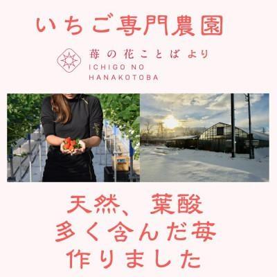いちご 雪国完熟いちご越後姫 約170g×2P 苺 イチゴ フルーツ 完熟 越後 新潟
