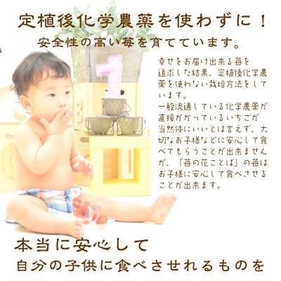 いちご 雪国完熟いちご越後姫 約170g×2P 苺 イチゴ フルーツ 完熟 越後 新潟