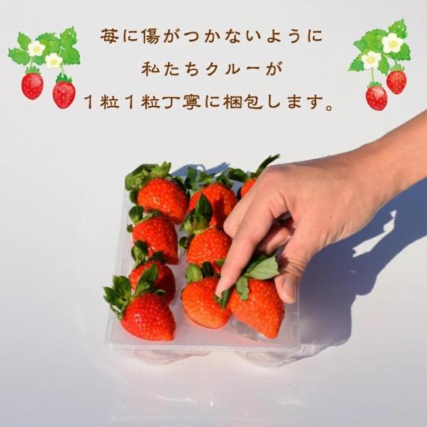 いちご 雪国完熟いちご越後姫 約170g×2P 苺 イチゴ フルーツ 完熟 越後 新潟