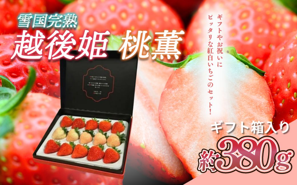 いちご 雪国完熟越後姫桃薫シングル(約380g)ギフト箱入り 食べ比べ セット イチゴ 苺 果物 フルーツ 新潟