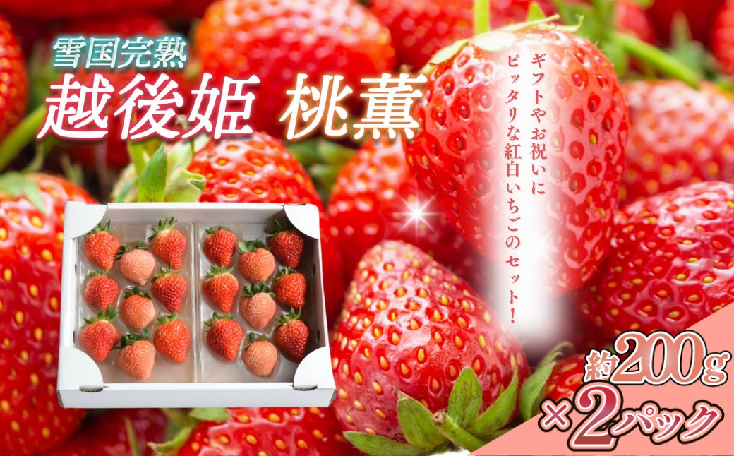 いちご 新潟 雪国完熟越後姫桃薫 約200g×2P食べ比べセット イチゴ 苺 お取り寄せ ギフト 贈り物 上越