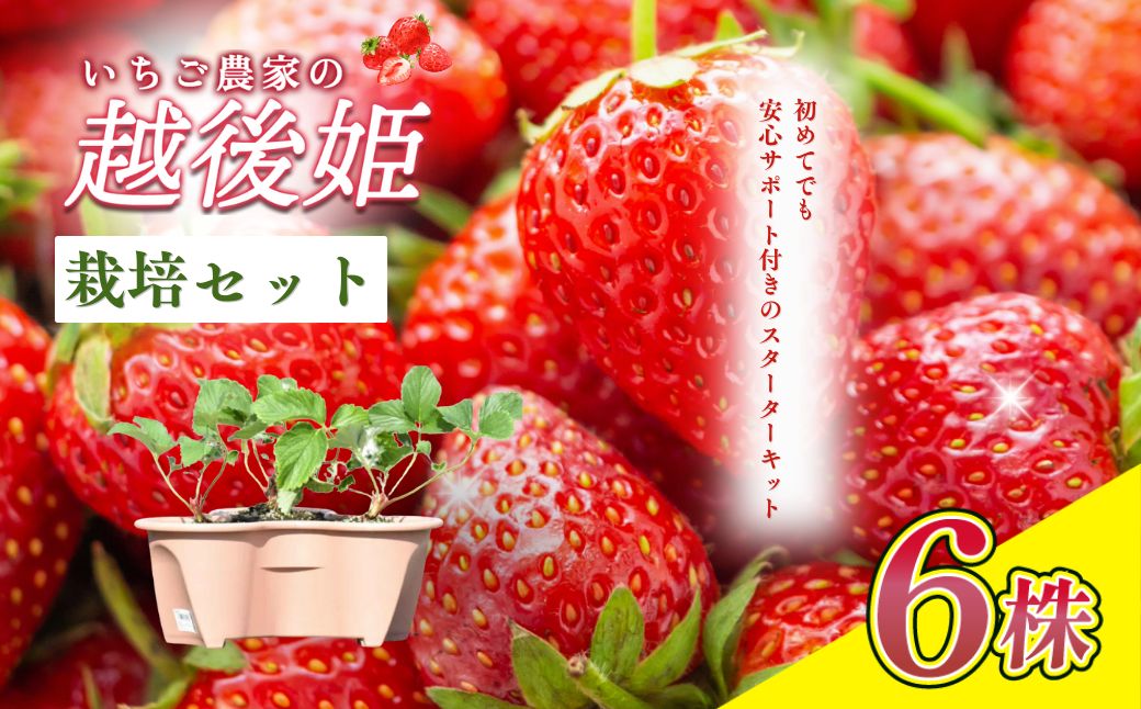 いちご 越後姫栽培キット 6株 越後姫 栽培キット 苺 栽培 プランター 植物 プラント