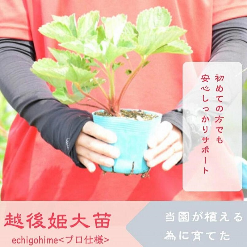 いちご 越後姫栽培キット 3株 越後姫 栽培キット 苺 栽培 プランター 植物 プラント
