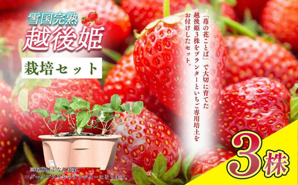 いちご 越後姫栽培キット 3株 越後姫 栽培キット 苺 栽培 プランター 植物 プラント