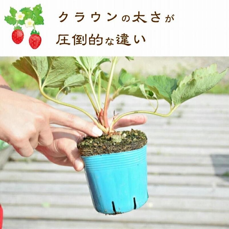 いちご 越後姫栽培キット 3株 越後姫 栽培キット 苺 栽培 プランター 植物 プラント