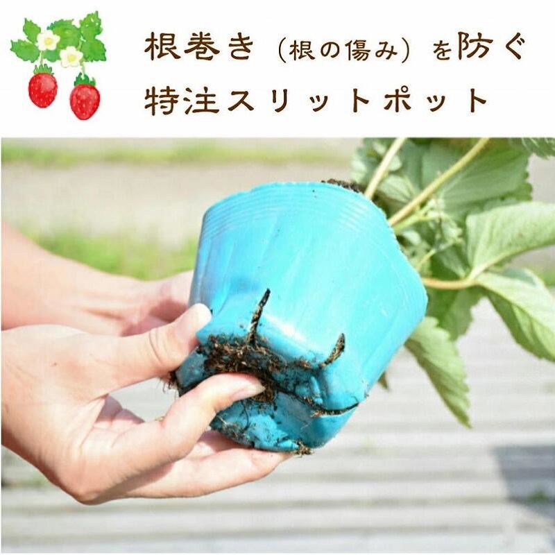 いちご 越後姫栽培キット 3株 越後姫 栽培キット 苺 栽培 プランター 植物 プラント