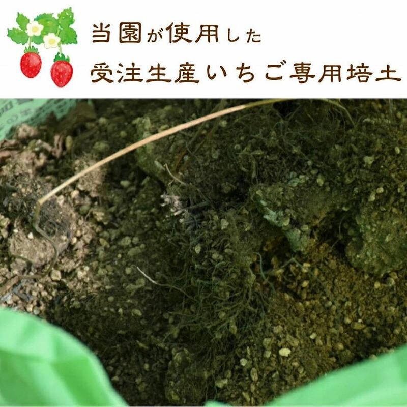 いちご 越後姫栽培キット 3株 越後姫 栽培キット 苺 栽培 プランター 植物 プラント
