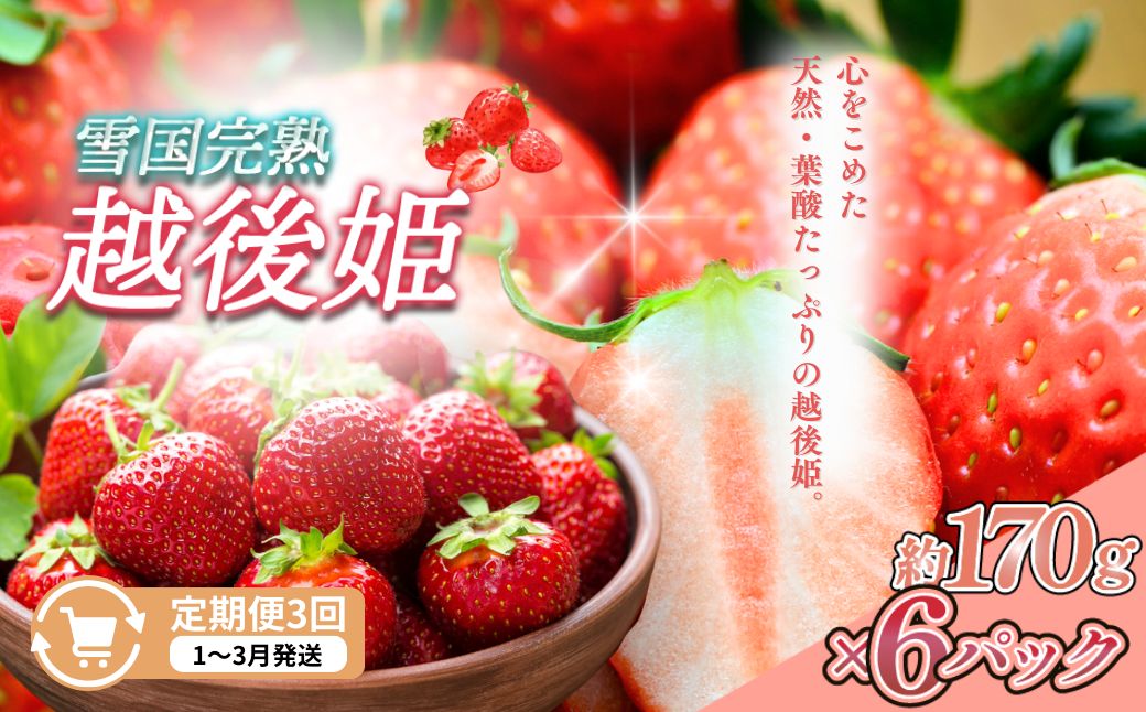 定期便 3回【1～3月発送】雪国完熟いちご越後姫 170g×6全3回 定期配送 越後姫 いちご 定期便 完熟 苺 新潟