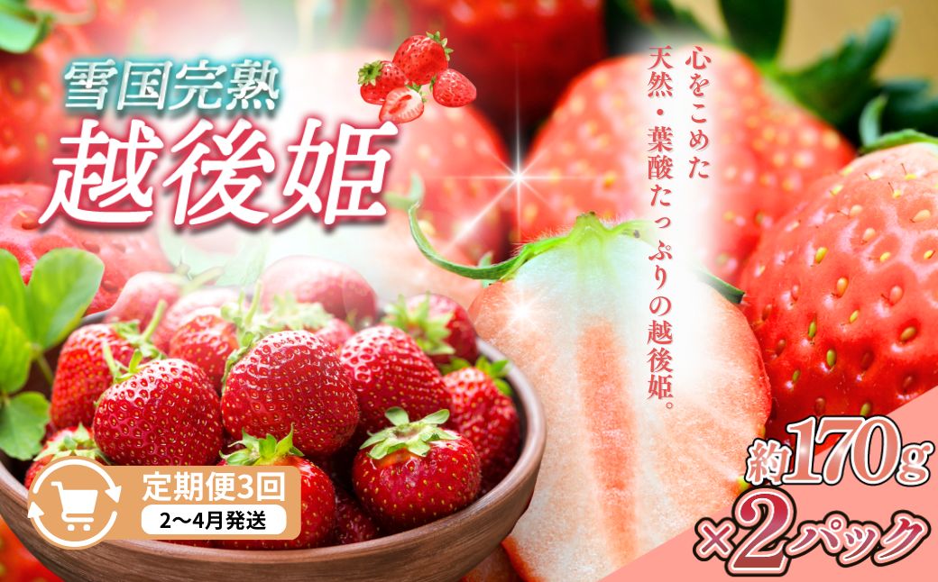 定期便 3回【2～4月発送】雪国完熟いちご越後姫 170g×2全3回 定期配送 越後姫 いちご 定期便 完熟 苺 新潟
