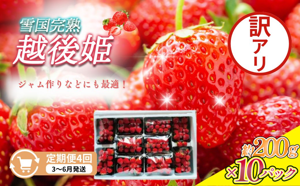 定期便 4回【3～6月発送】訳あり越後姫 約200g×10定期配送 越後姫 えちごひめ 苺 いちご 訳あり 新潟