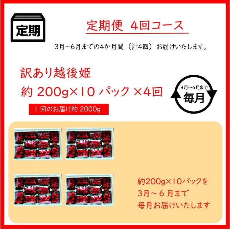 定期便 4回【3～6月発送】訳あり越後姫 約200g×10定期配送 越後姫 えちごひめ 苺 いちご 訳あり 新潟