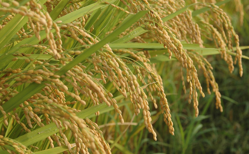 お米 餅 上越産 新之助 2kgとお餅の詰め合わせセット 贈答用化粧箱入り